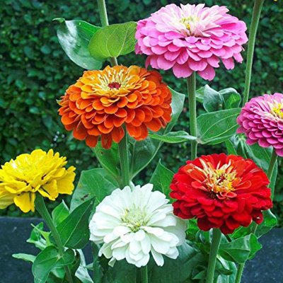 Picture of Zinnia Flower Seed -15+ pcs All Season F2 Hybrid - (repack)