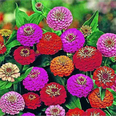 Picture of Zinnia Flower Seed -15+ pcs All Season F2 Hybrid - (repack)