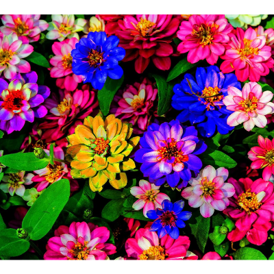 Picture of Zinnia Flower Seed -15+ pcs All Season F2 Hybrid - (repack)