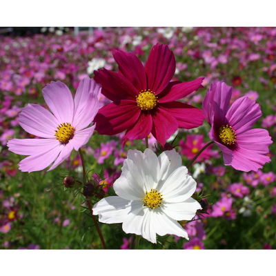 Picture of Cosmos (কসমস ) Flower - 15 pcs Seed F2 Hybrid Mix Color