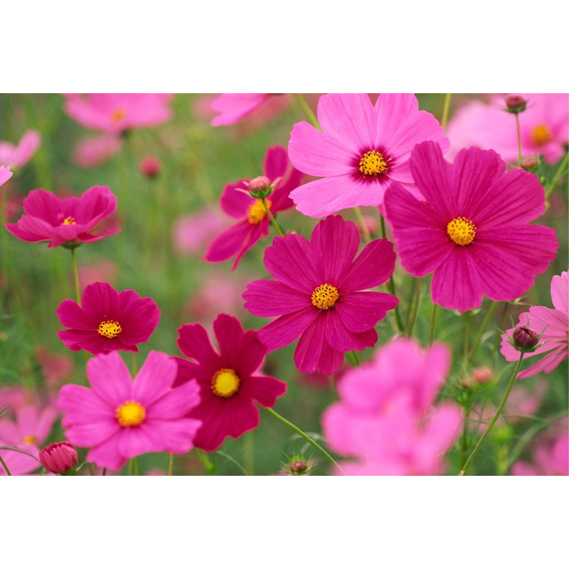 Picture of Cosmos (কসমস ) Flower - 15 pcs Seed F2 Hybrid Mix Color