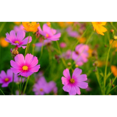 Picture of Cosmos (কসমস ) Flower - 15 pcs Seed F2 Hybrid Mix Color