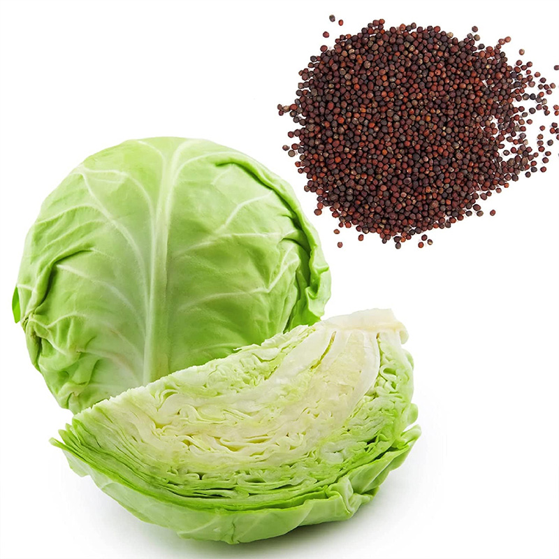 Picture of Cabbage (বাধাকপি ) Seeds Suitable for Outdoor - 50+ Seeds All Season
