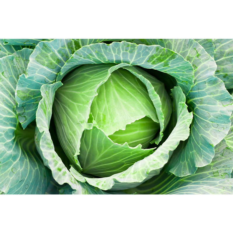 Picture of Cabbage (বাধাকপি ) Seeds Suitable for Outdoor - 50+ Seeds All Season