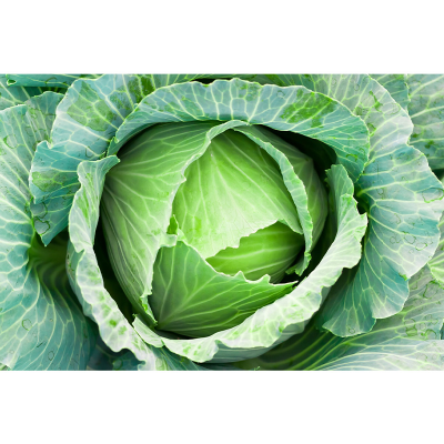 Picture of Cabbage (বাধাকপি ) Seeds Suitable for Outdoor - 50+ Seeds All Season