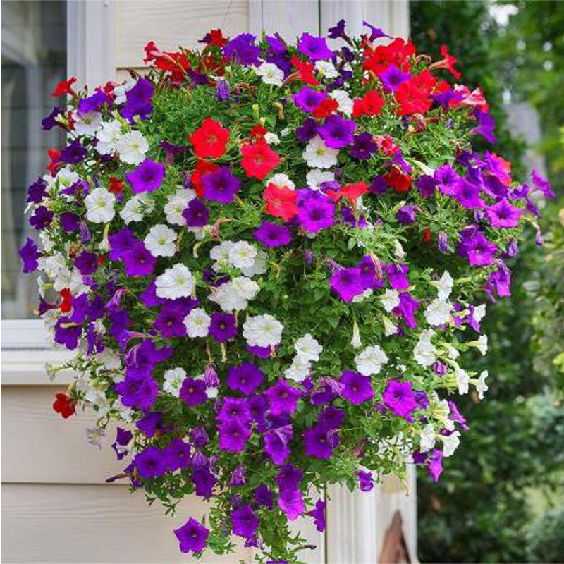 Picture of Petunia (পিটুনিয়া) - 100+ Seed - F2 Hybrid