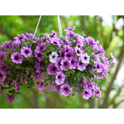 Picture of Petunia (পিটুনিয়া) - 100+ Seed - F2 Hybrid