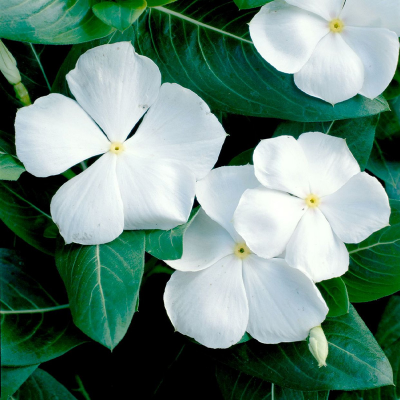 Picture of Vinca (নয়নতারা) Flower Seed - 25+ pcs Mix Color F2 Hybrid Seed