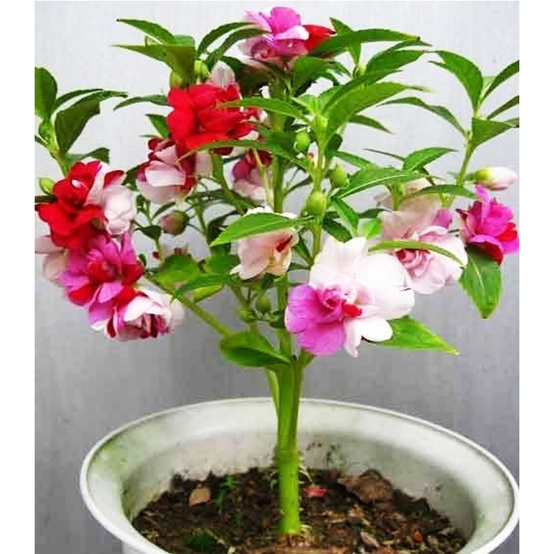 Picture of দোপাটি ফুলের বীজ- ১৫ টি - Balsam Flower Mix Color