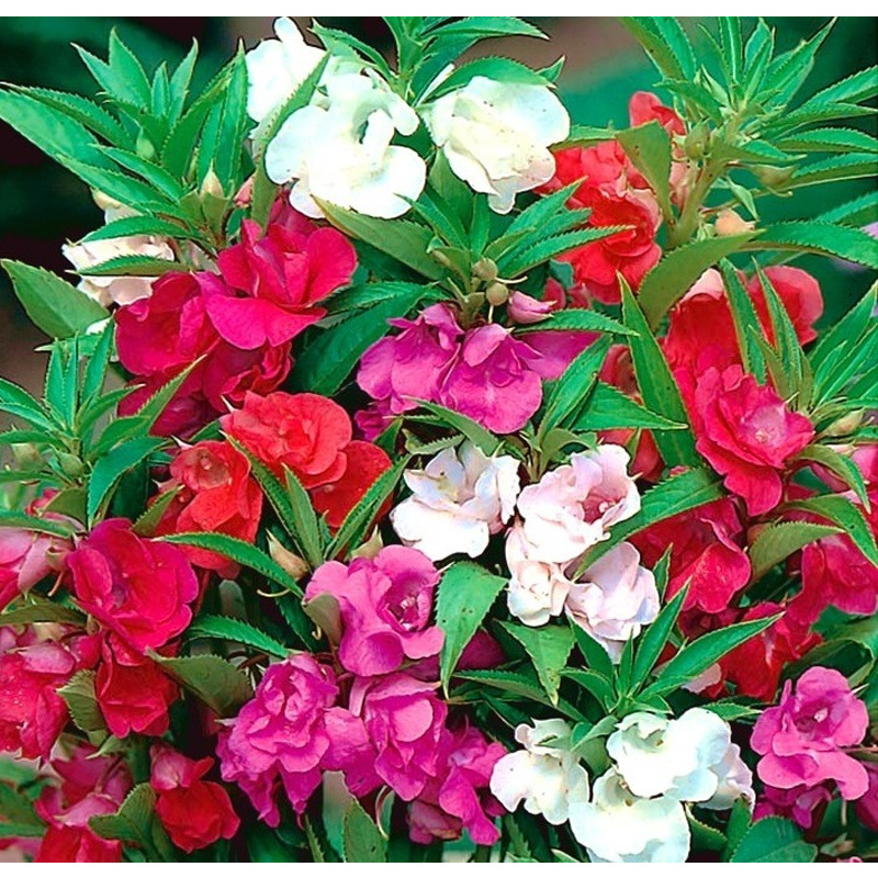 Picture of দোপাটি ফুলের বীজ- ১৫ টি - Balsam Flower Mix Color