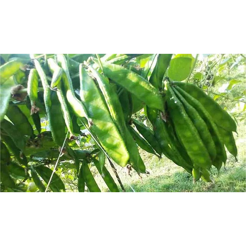 Picture of Been Wide / সিম - 20+ টি বীজ / চ্যাপ্তা টাইপের সিম হবে