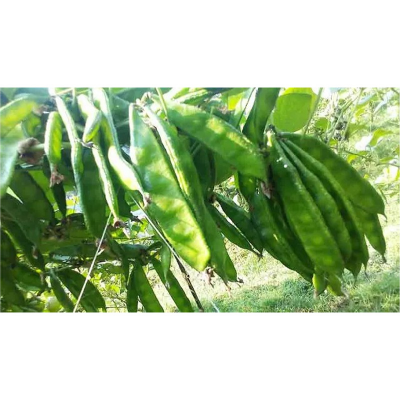 Picture of Been Wide / সিম - 20+ টি বীজ / চ্যাপ্তা টাইপের সিম হবে