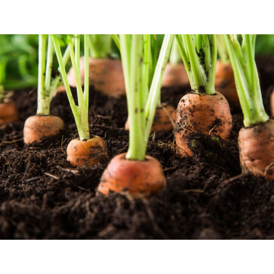 Picture of Carrot 50 pcs Seed ( গাজর - ৫০ টি বীজ  )