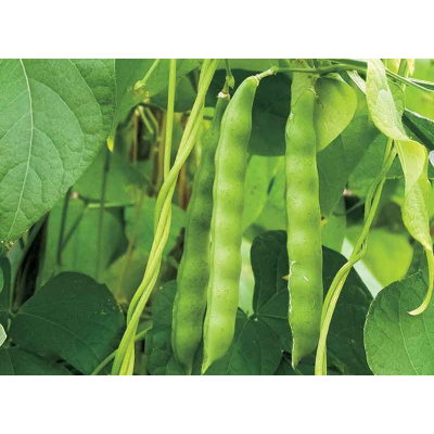 Picture of Been Long / সিম - 20+  টি বীজ  - নলডোগ লম্বা সিম