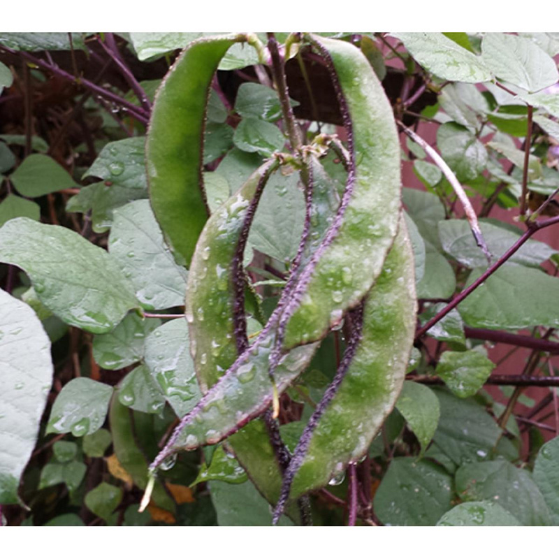 Picture of Been Long / সিম - 20+  টি বীজ  - নলডোগ লম্বা সিম