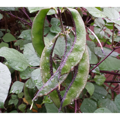 Picture of Been Long / সিম - 20+  টি বীজ  - নলডোগ লম্বা সিম