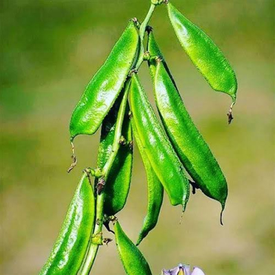 Picture of Been Long / সিম - 20+  টি বীজ  - নলডোগ লম্বা সিম