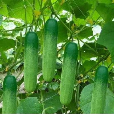 Picture of Cucumber / শশা বীজ  - ২০ টি বারমাসি চাষ যোগ্য বীজ