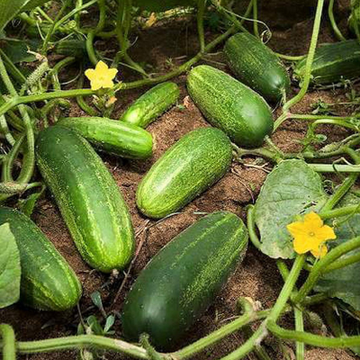 Picture of Cucumber / শশা বীজ  - ২০ টি বারমাসি চাষ যোগ্য বীজ