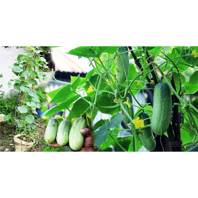 Picture of Cucumber / শশা বীজ  - ২০ টি বারমাসি চাষ যোগ্য বীজ