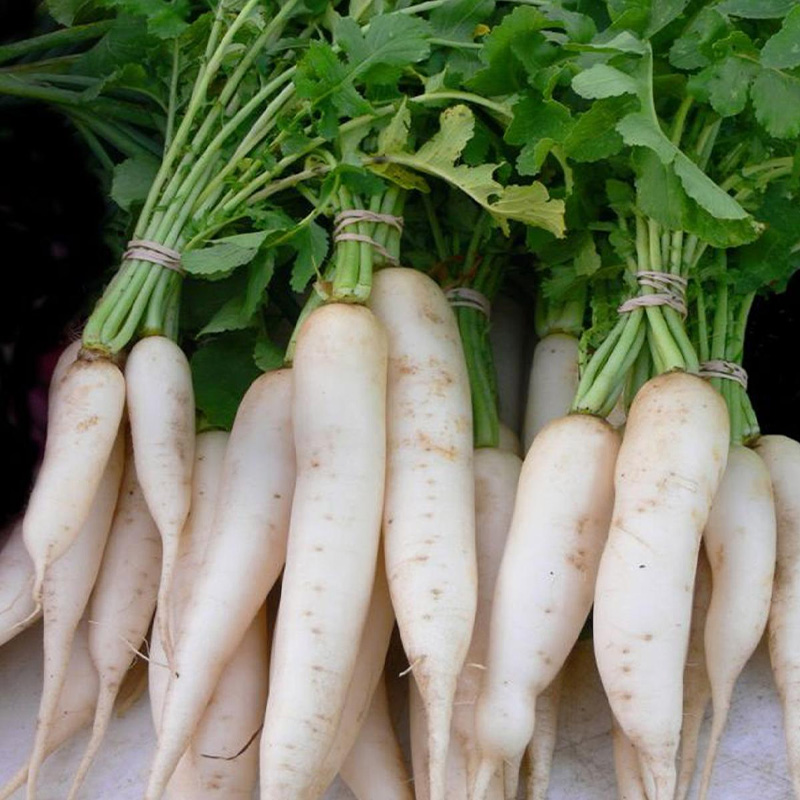 Picture of Mula Seed/ মূলা বীজ - ১০ গ্রাম - সাদা রঙ এর মূলা ও শাকের জন্য