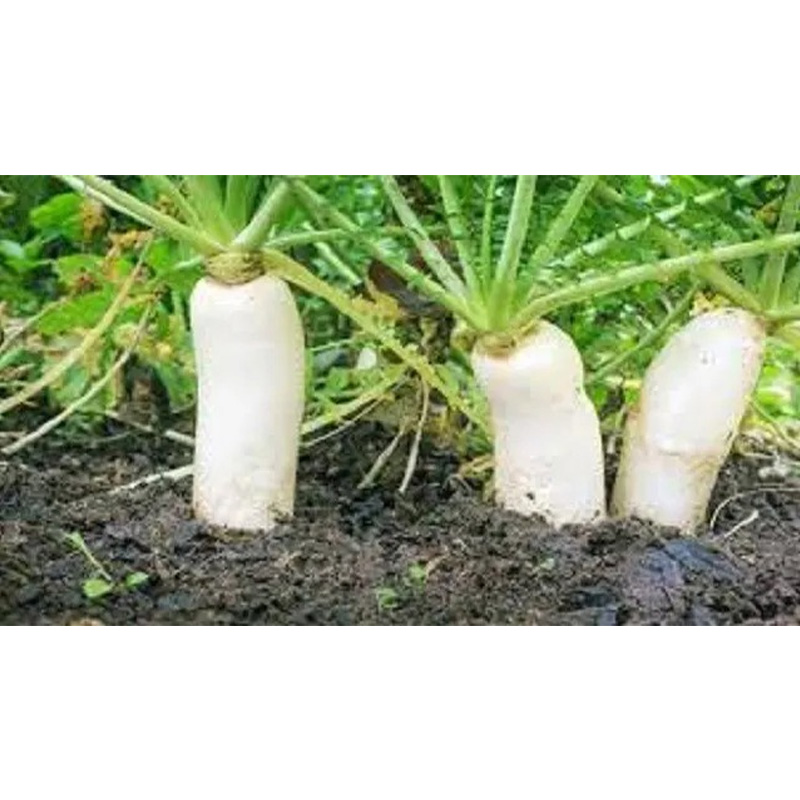 Picture of Mula Seed/ মূলা বীজ - ১০ গ্রাম - সাদা রঙ এর মূলা ও শাকের জন্য