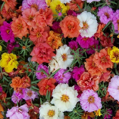 Picture of Portulaca (পর্তুলিকা) - 100+ Seed - F2 Hybrid - All Season