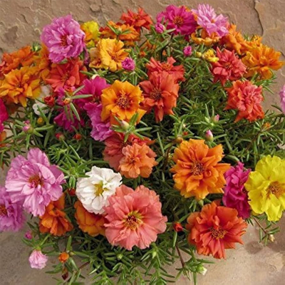 Picture of Portulaca (পর্তুলিকা) - 100+ Seed - F2 Hybrid - All Season