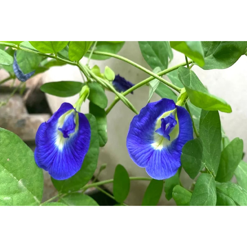 Picture of অপরাজিতা ফুল - ১০ টি বীজ - মিক্স কালার সিংগেল পেটাল