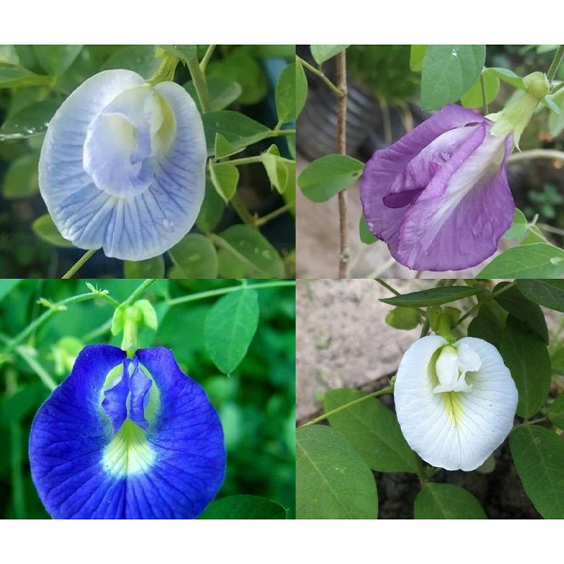 Picture of অপরাজিতা ফুল - ১০ টি বীজ - মিক্স কালার সিংগেল পেটাল