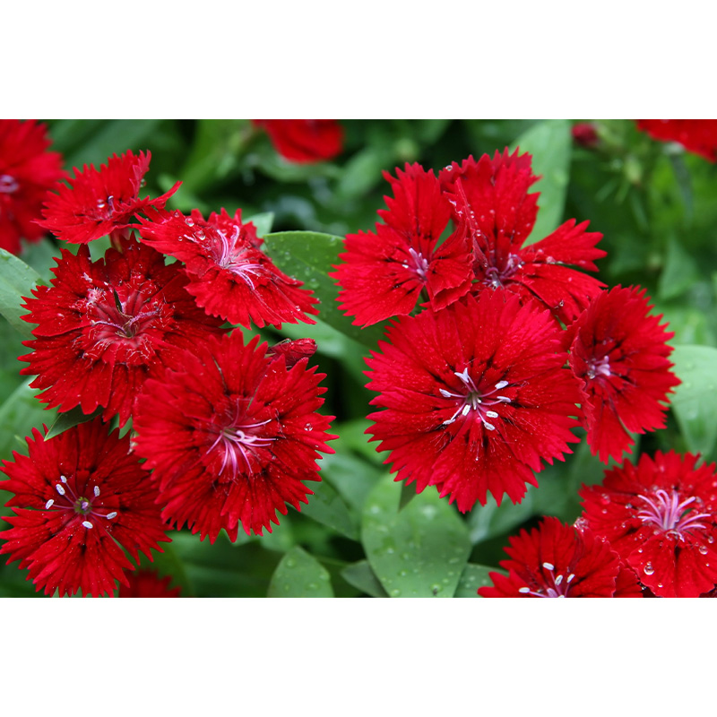 Picture of Dianthus Flower - 30 pcs Seed F2 Hybrid