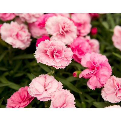 Picture of Dianthus Flower - 30 pcs Seed F2 Hybrid