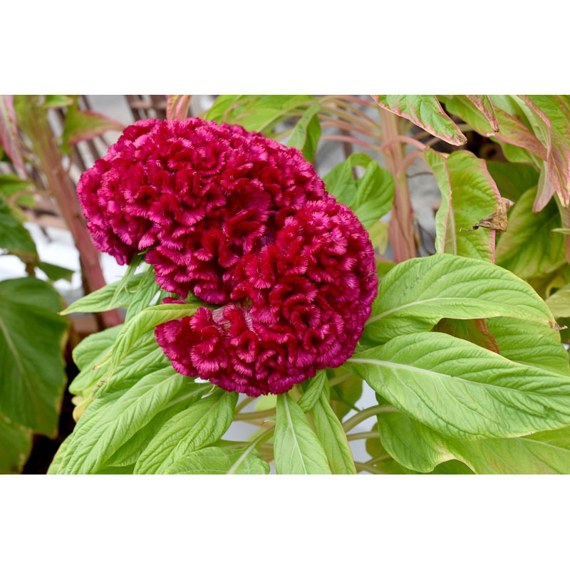 Picture of Coxcomb Cristata Flower  - 25 pcs Seed F2 Hybrid