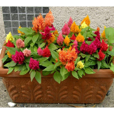 Picture of Coxcomb Cristata Flower  - 25 pcs Seed F2 Hybrid