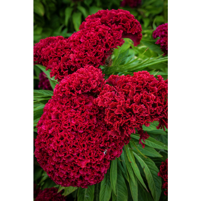 Picture of Coxcomb Cristata Flower  - 25 pcs Seed F2 Hybrid