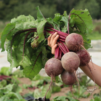 Picture of Beetroot Seed - 3gm / 90+ Beetroot Seed - Repack