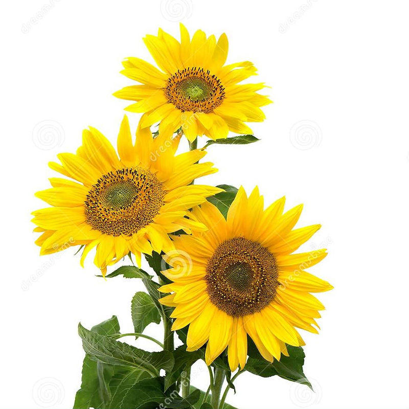 Picture of সূর্যমুখী/Sunflower Seed  - 25+ pcs Hybrid Seed All Season - Repack
