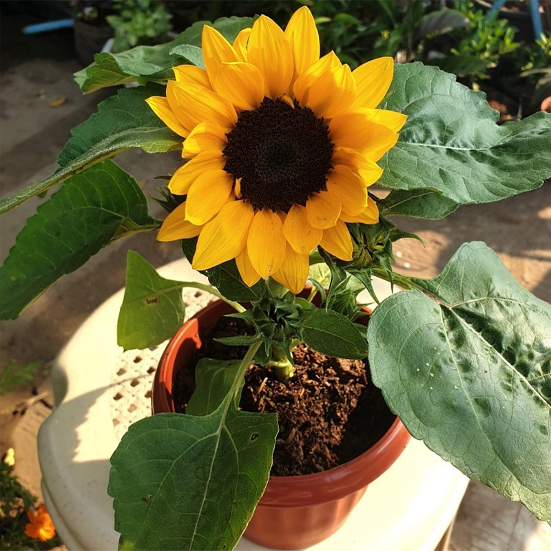 Picture of সূর্যমুখী/Sunflower Seed  - 25+ pcs Hybrid Seed All Season - Repack
