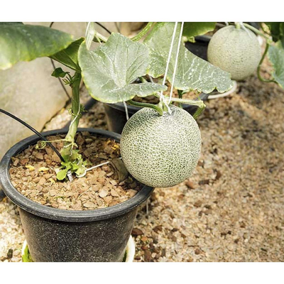 Picture of সাম্মাম/Sammam Seed  06 pcs F1 Hybrid Seed / সাম্মাম বীজ