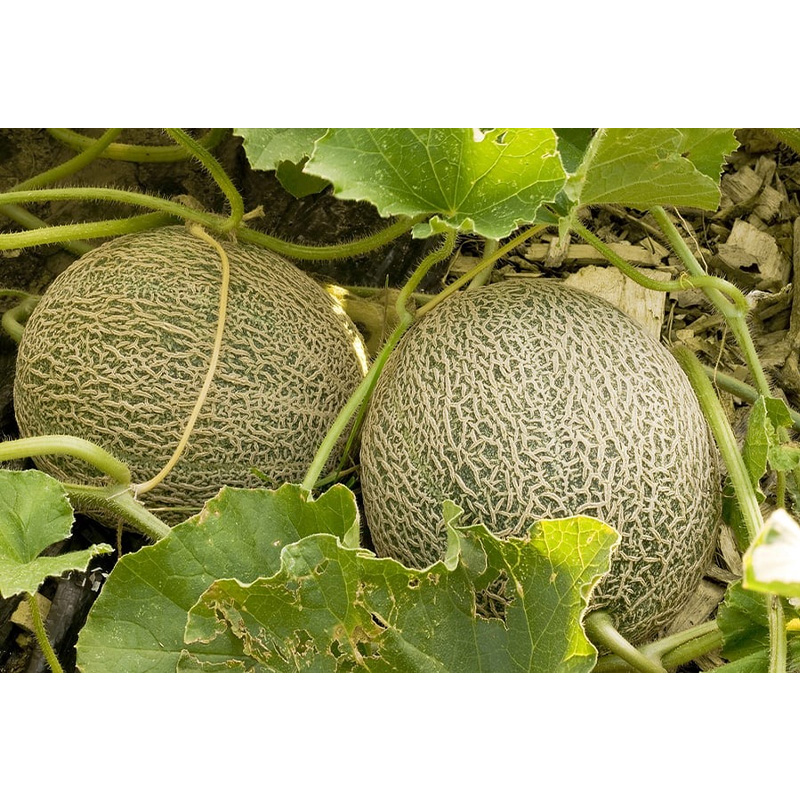 Picture of সাম্মাম/Sammam Seed  06 pcs F1 Hybrid Seed / সাম্মাম বীজ