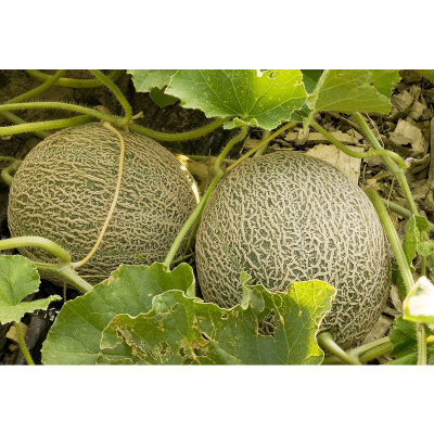 Picture of সাম্মাম/Sammam Seed  06 pcs F1 Hybrid Seed / সাম্মাম বীজ