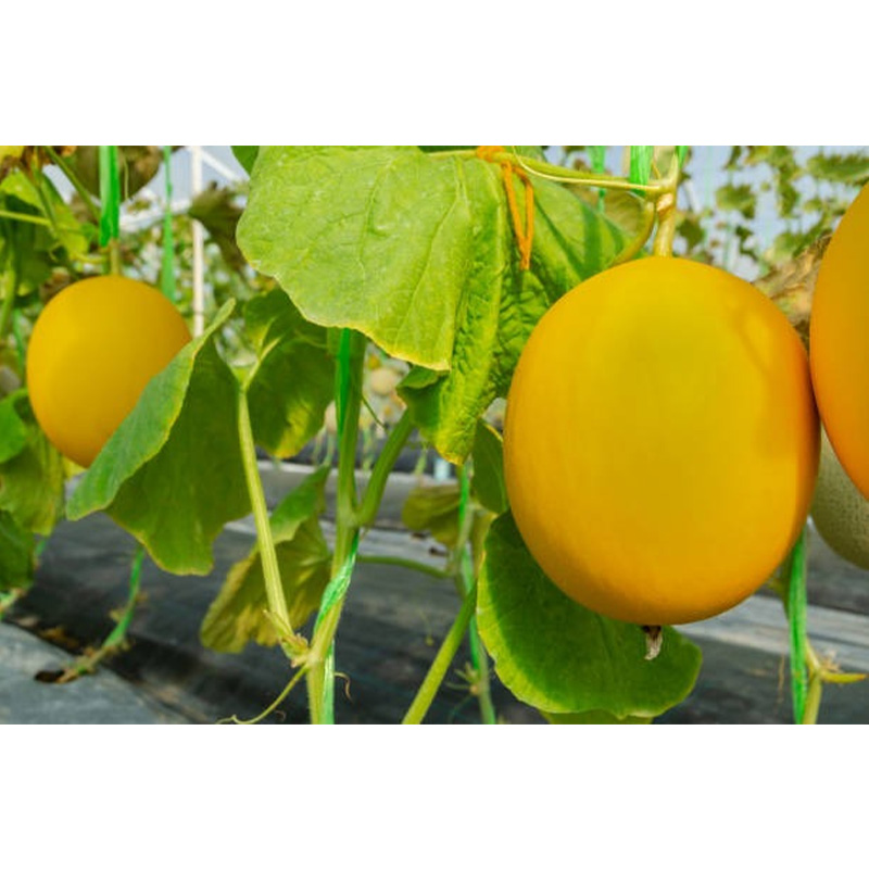 Picture of সাম্মাম/Sammam Seed  06 pcs F1 Hybrid Seed / সাম্মাম বীজ