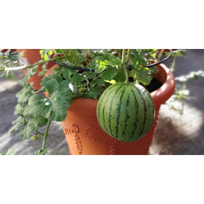 Picture of তরমুজ / Watermelon Seed 07 pcs Pack F1 Hybrid All Season