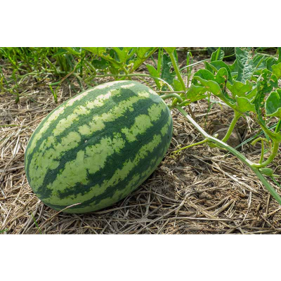 Picture of তরমুজ / Watermelon Seed  15 pcs Pack F1 Hybrid All Season -