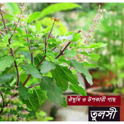 Picture of Tulsi Seed - 30+ Seed - তুলসি গাছের বীজ