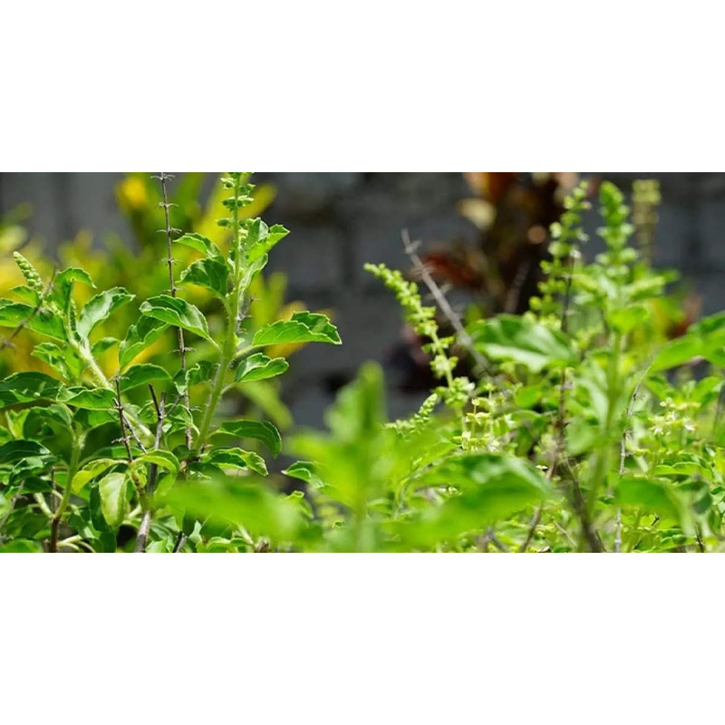 Picture of Tulsi Seed - 30+ Seed - তুলসি গাছের বীজ