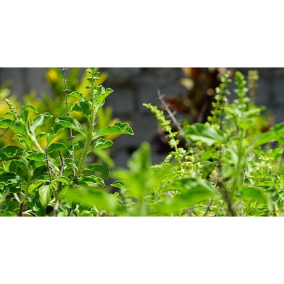 Picture of Tulsi Seed - 30+ Seed - তুলসি গাছের বীজ