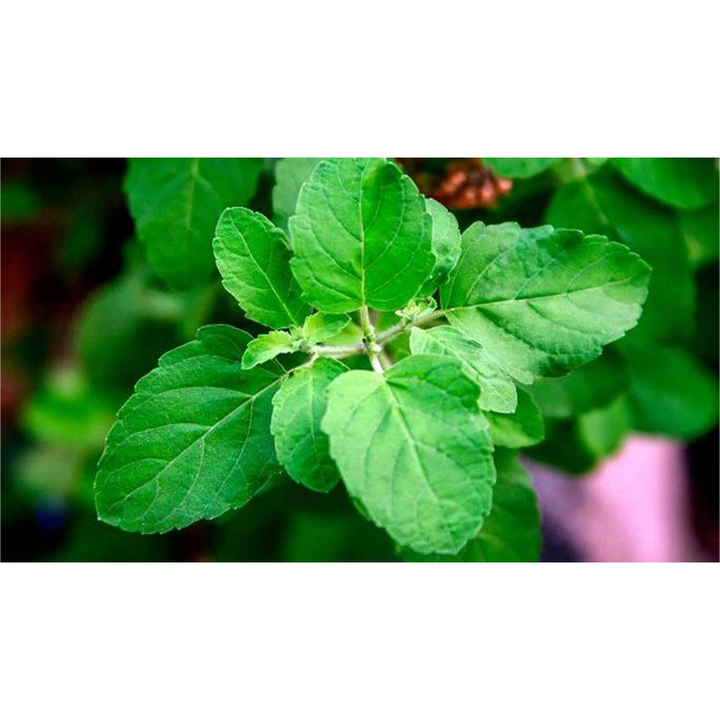 Picture of Tulsi Seed - 30+ Seed - তুলসি গাছের বীজ