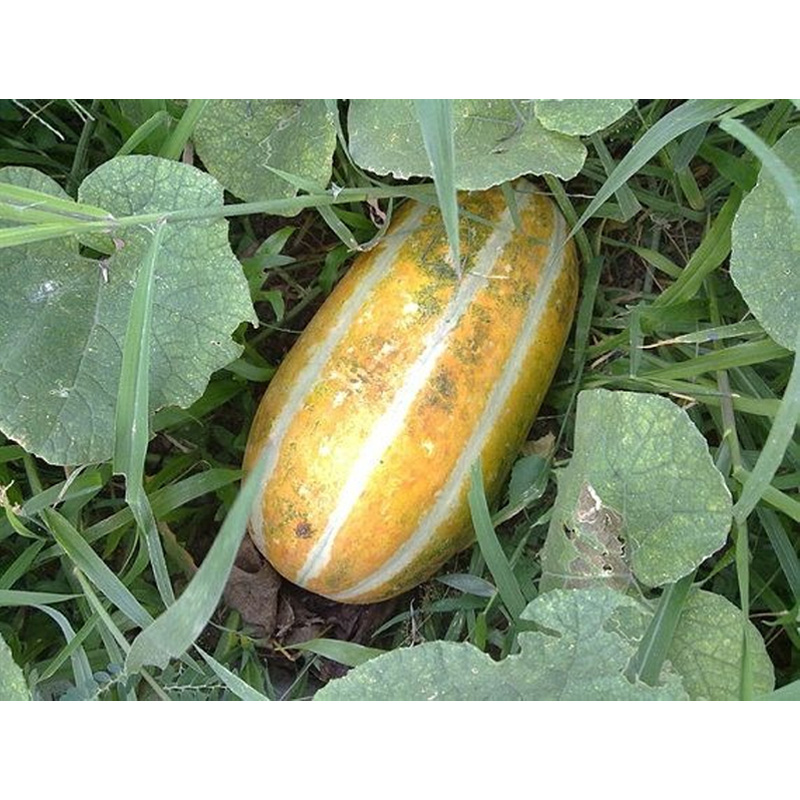 Picture of বাঙ্গি -  ২০ পিচ বীজ - হাইব্রিড বারমাস চাষযোগ্য