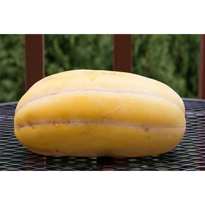 Picture of বাঙ্গি -  ২০ পিচ বীজ - হাইব্রিড বারমাস চাষযোগ্য